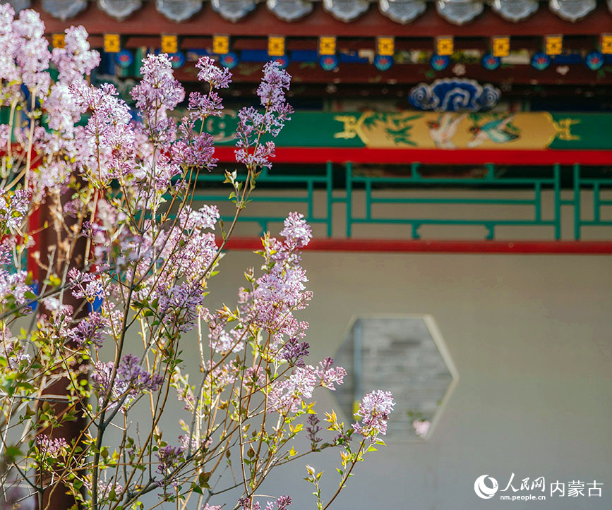 内蒙古将军衙署博物院的丁香花盛开，景色如画。孙嘉宇摄