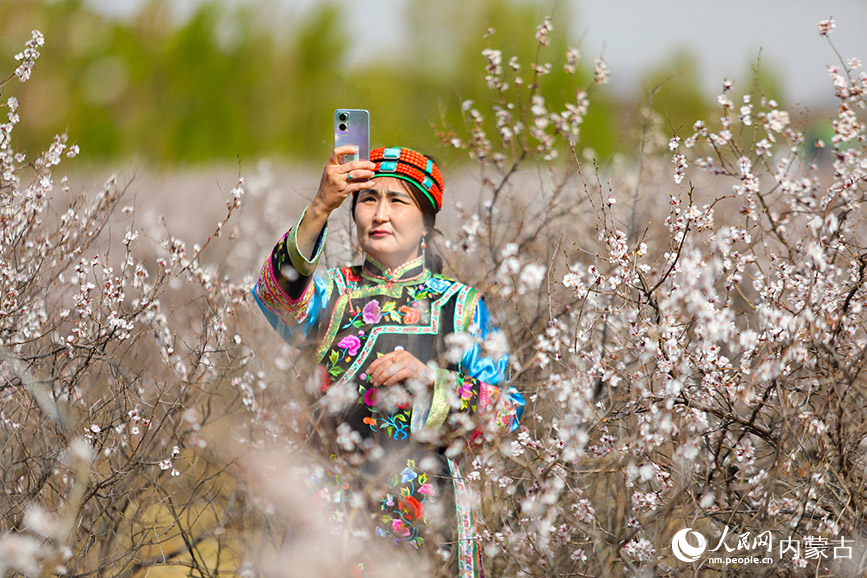 游客在山杏花叢中拍照留念。白敖敏攝