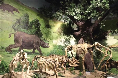 新生代哺乳动物化石及生存环境场景复原。高兴超 摄