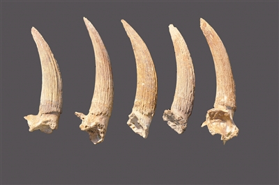 萨拉乌苏遗址出土的动物化石。