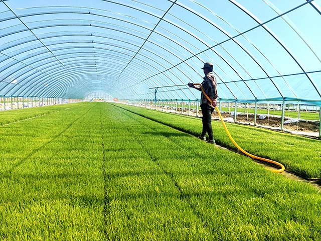 工人在給水稻秧苗洒水