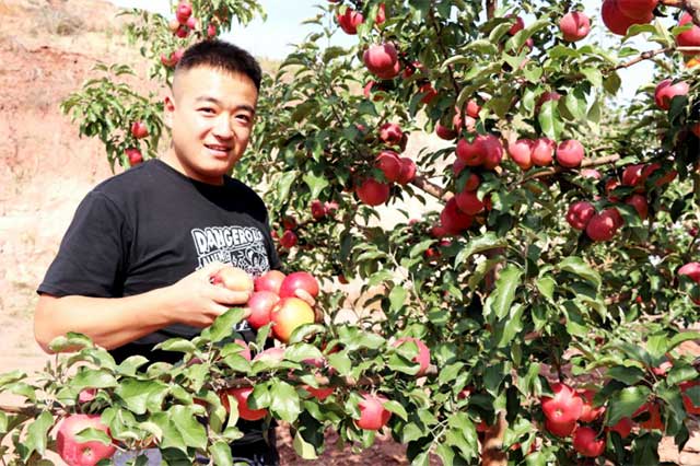 在准格爾旗暖水山地蘋果產業示范基地，一批批游客喜來蘋果旅游季打卡。張憲麗攝