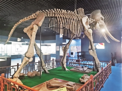 　乌海市博物馆内1：1复原后的古菱齿象骨骼。韩建慧 摄