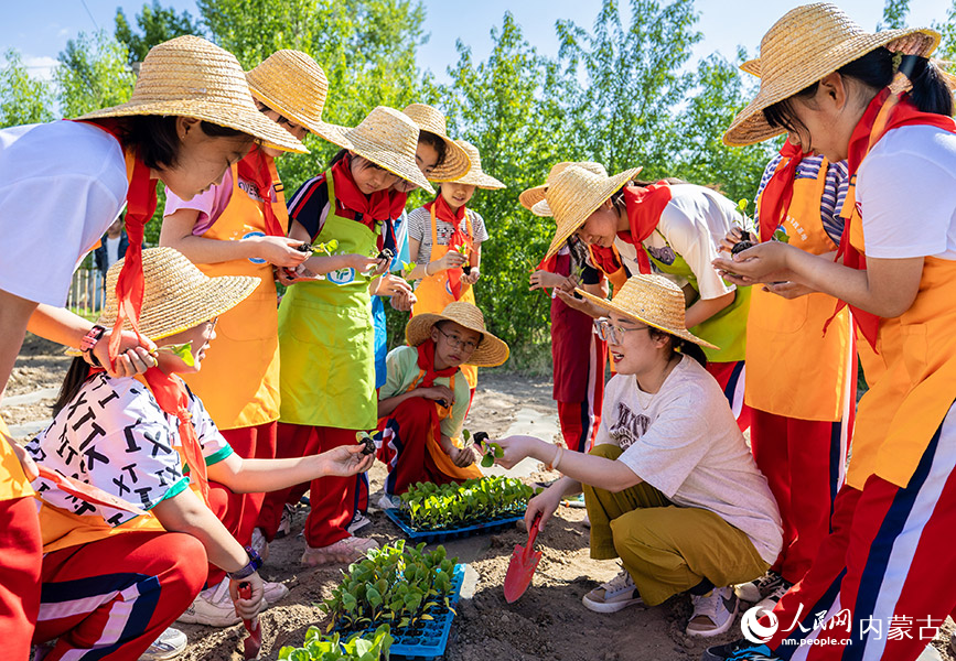 5月18日，呼和浩特市玉泉区百什户小学的老师在校园“开心农场”向学生讲解栽种茄子秧苗的要领。丁根厚摄