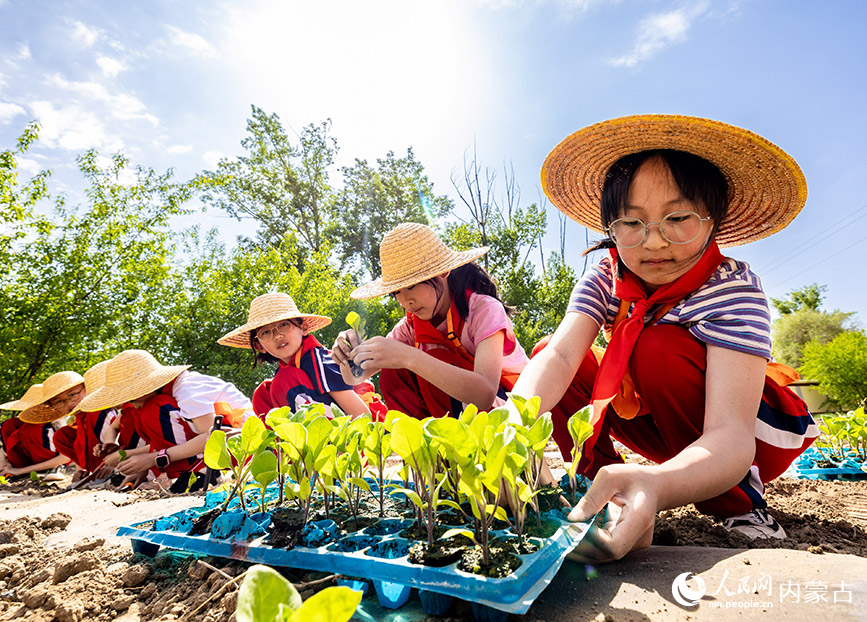 5月18日，呼和浩特市玉泉区百什户小学学生在校园“开心农场”学习栽种茄子秧苗。丁根厚摄