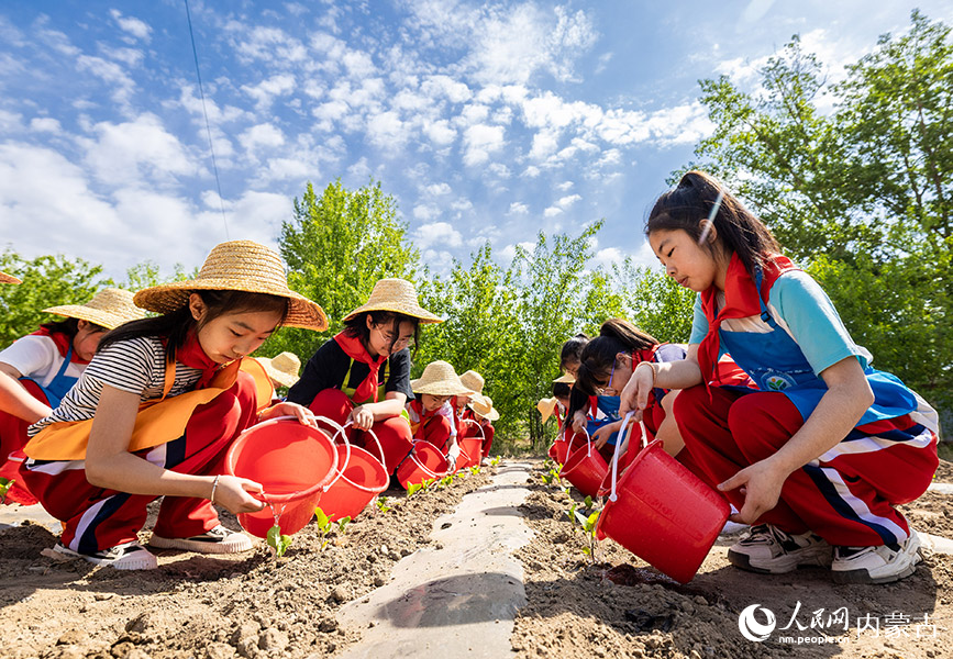 5月18日，呼和浩特市玉泉区百什户小学学生在校园“开心农场”给刚刚栽种的茄子秧苗浇水。丁根厚摄