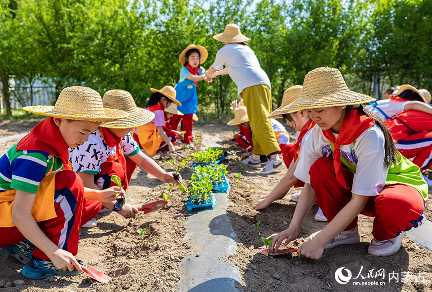 5月18日，呼和浩特市玉泉区百什户小学学生在校园“开心农场”学习栽种茄子秧苗。丁根厚摄