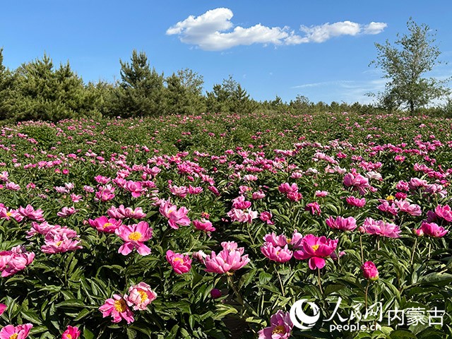 南山芍药花。实习生 黄正摄