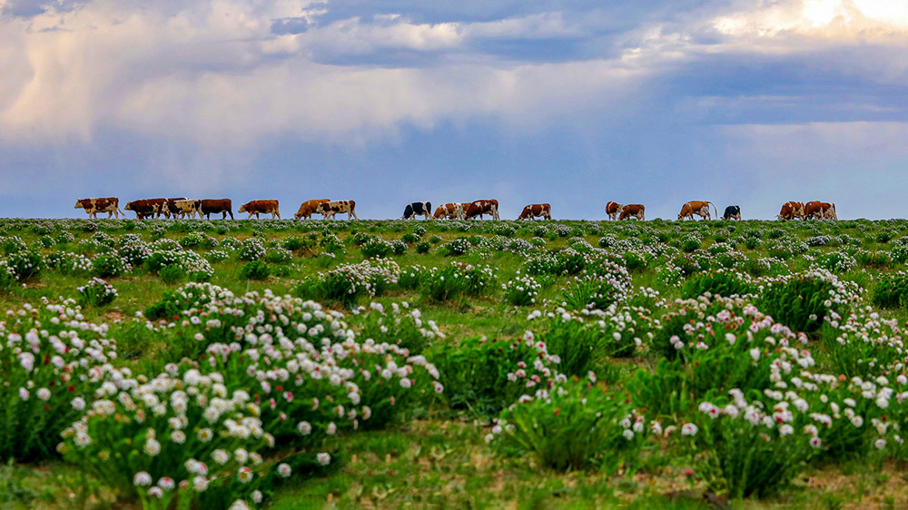 开满山花的草坡和牛群