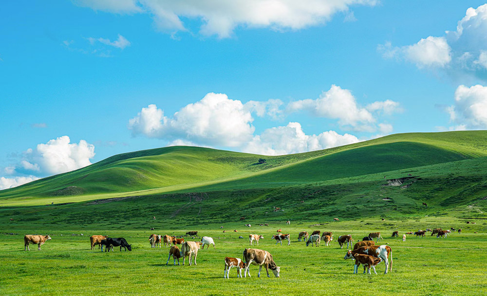 蓝天白云下牛群遍布山野