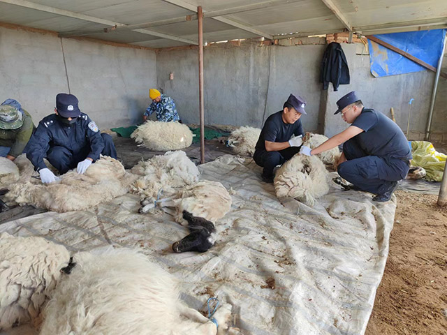 民警们帮助牧民修剪羊毛。