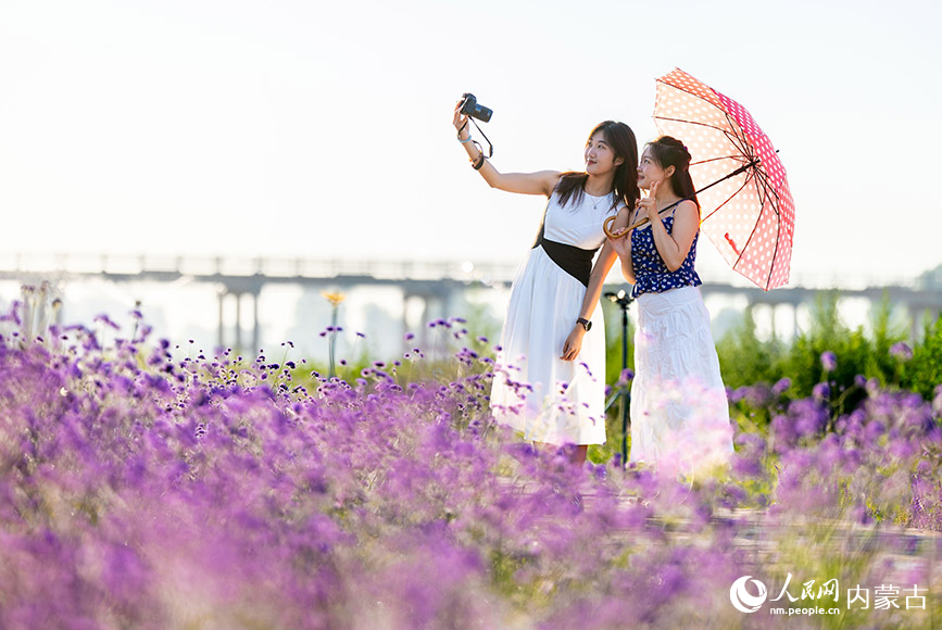 7月17日，游人在呼和浩特市大黑河玉泉段“浪漫花海”中游玩拍照。丁根厚摄