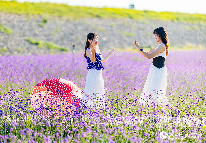 7月17日，游人在呼和浩特市大黑河玉泉段“浪漫花海”中游玩拍照。丁根厚攝