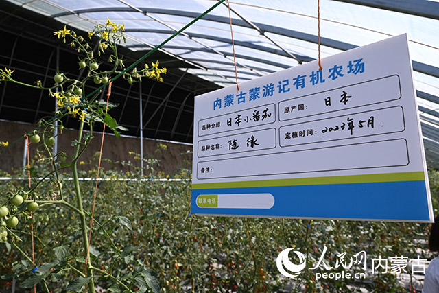 内蒙古蒙游记有机农场内种植的番茄。人民网 刘艺琳摄
