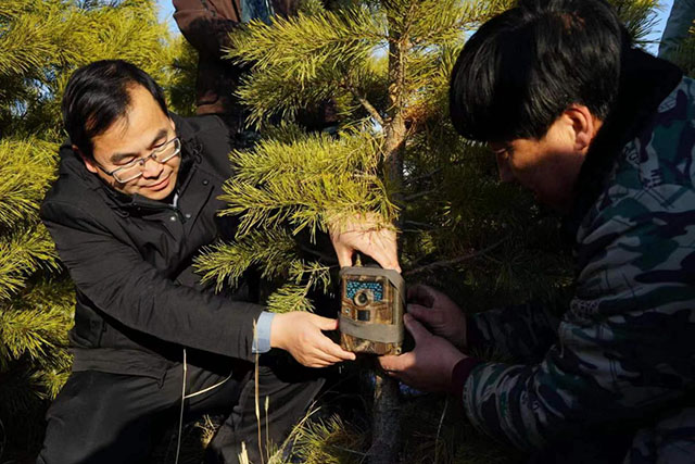 陈辉到科尔沁沙地综合治理“双百万亩”工程努古斯台项目区了解拍摄野生动物红外相机运行情况。华维光摄