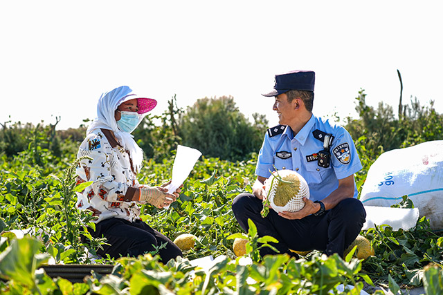 移民管理警察化身“果农”帮助采摘哈密瓜。张杰摄