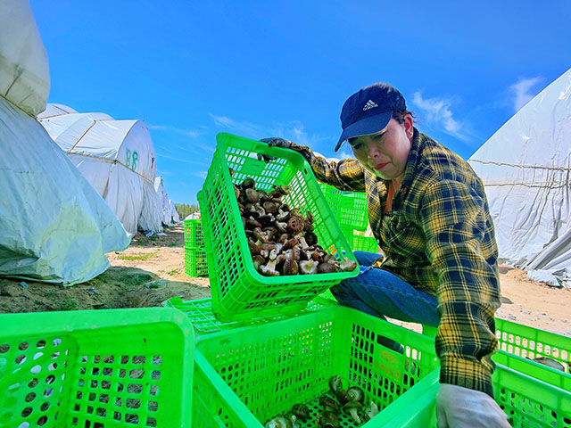 村民正在分拣香菇