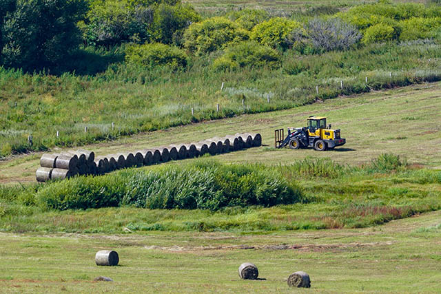 成捆的牧草整齐排列在草场上。