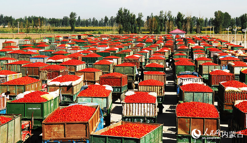 内蒙古巴彦淖尔市番茄收购红红火火。高晓龙摄