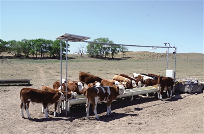 牧民家利用自動蓄水設備飲牛。