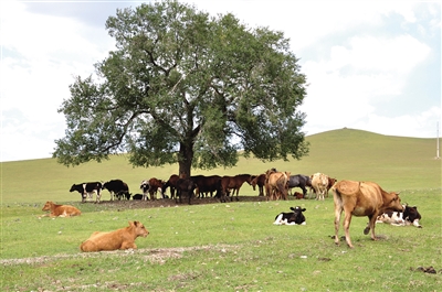 阿巴嘎旗：描绘现代化畜牧业发展新图景