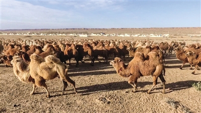 阿拉善被称为“中国骆驼之乡”，是我国双峰驼的主产区之一。