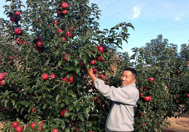 暖水山地苹果喜获丰收。周悦摄