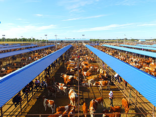 成峰牲畜交易市场牛市