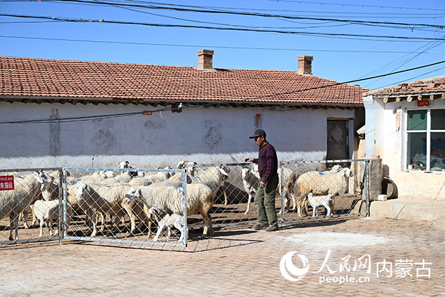 黄羊城镇广昌隆村村民收到捐赠的新羊圈。人民网记者刘艺琳摄