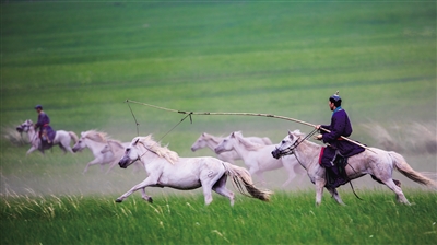 在草原上，牧民追逐着乌珠穆沁白马。