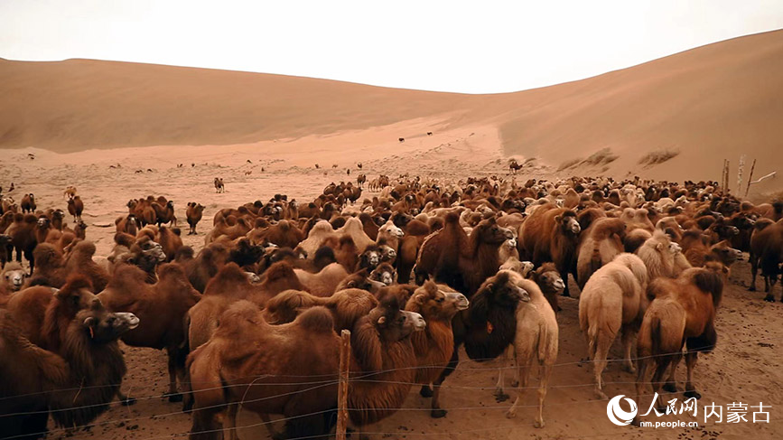 内蒙古阿拉善右旗驼群冬日转场。阿拉腾楚鲁摄