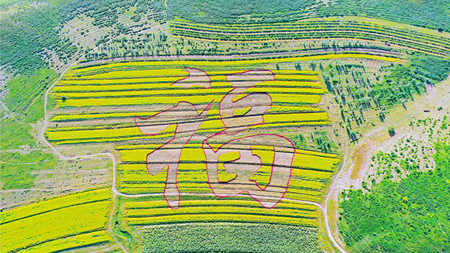 大营子乡福源油菜基地