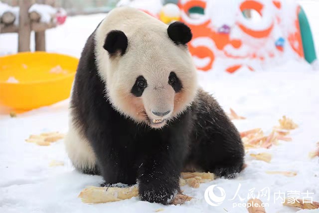 鄂爾多斯野生動物園的熊貓。鄂爾多斯野生動物園供圖