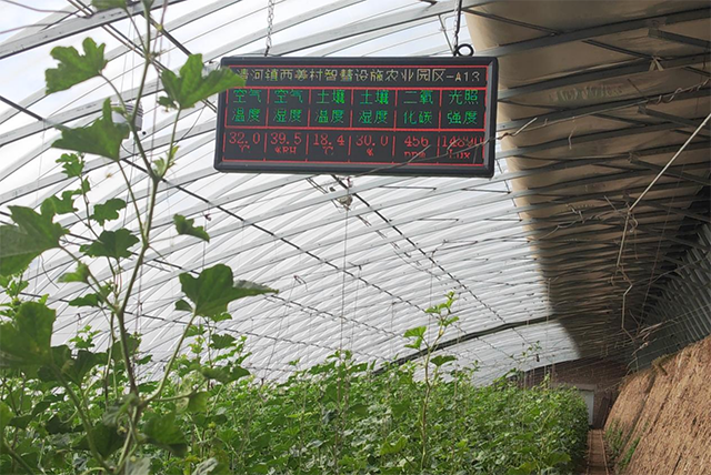 清河鎮西姜村設施農業園區香瓜種植大棚。