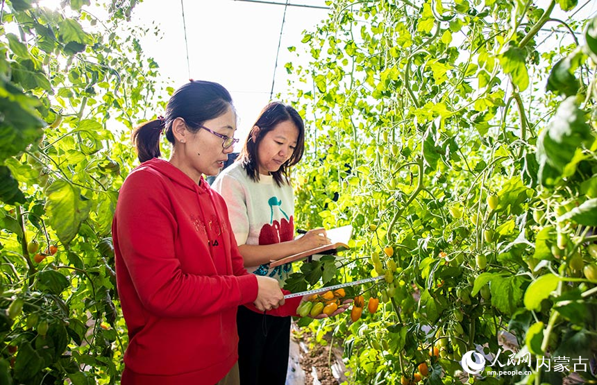 呼和浩特市玉泉区“专家工作站”的农技专家对农户种植的樱桃番茄进行花序长度、果实糖度测定。丁根厚摄