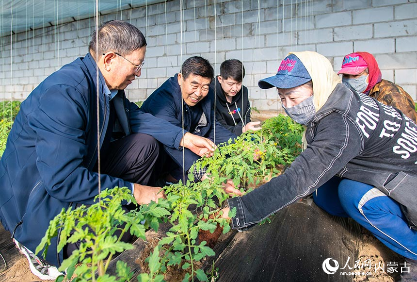 呼和浩特市玉泉区“专家工作站”的农技专家在为农户传授冬季口感番茄温湿度管理技术。丁根厚摄