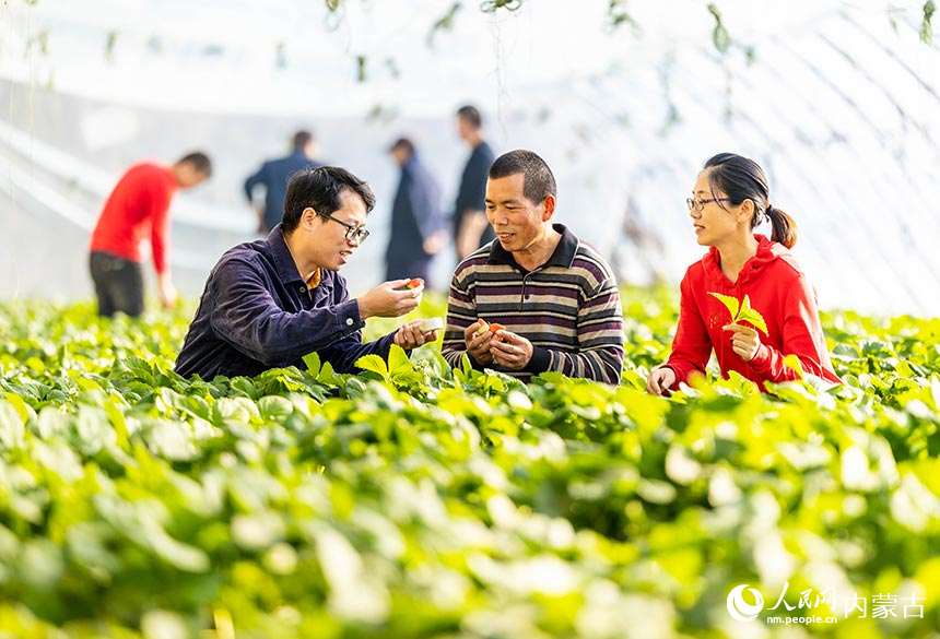 呼和浩特市玉泉区“专家工作站”的农技专家在为农户传授冬季草莓水肥管理技术。丁根厚摄