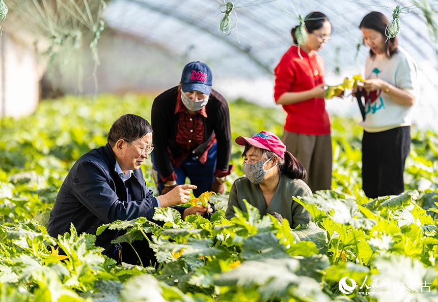 呼和浩特市玉泉区“专家工作站”的农技专家在为农户传授西葫芦病虫害防治技术。丁根厚摄