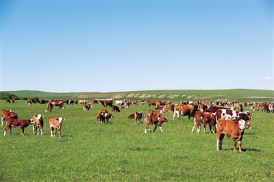 烏拉蓋草原上培育成功的華西牛群。