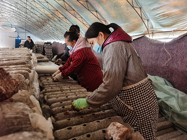 村民正在龙头山村食用菌产业园区务工