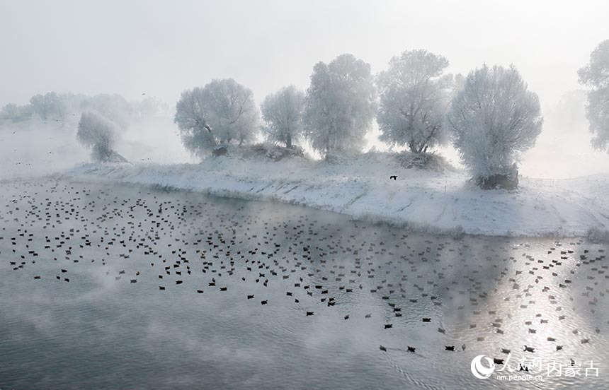 成群的赤麻鴨在呼和浩特市大黑河郊野公園（玉泉區段）的“千島湖”覓食、休憩。