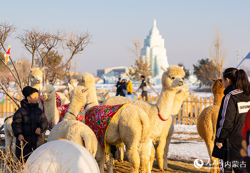 2024年1月12日，游客在第三屆呼和浩特歡樂冰雪節活動現場與憨萌羊駝拍照互動。丁根厚攝