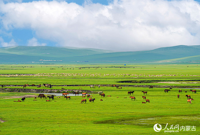 畜群在陈巴尔虎旗莫尔格勒河边的草原上吃草。李晨雨摄