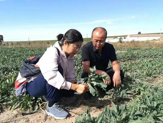 农业专家在田间指导种植技术