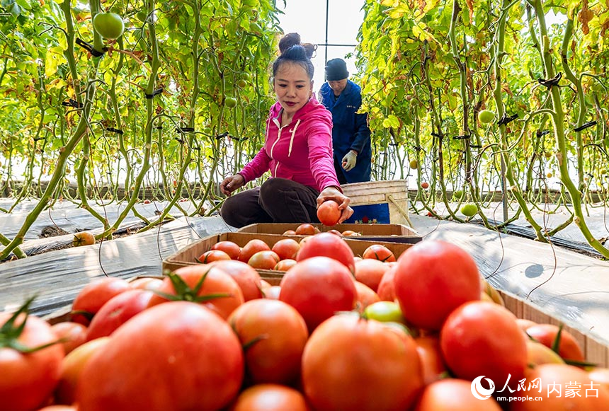 呼和浩特市玉泉區現代農業示范園的工人在大棚內採摘西紅柿，供應春節市場。丁根厚攝
