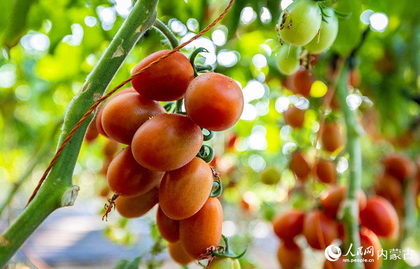 呼和浩特市玉泉區現代農業示范園大棚內種植的小西紅柿。丁根厚攝