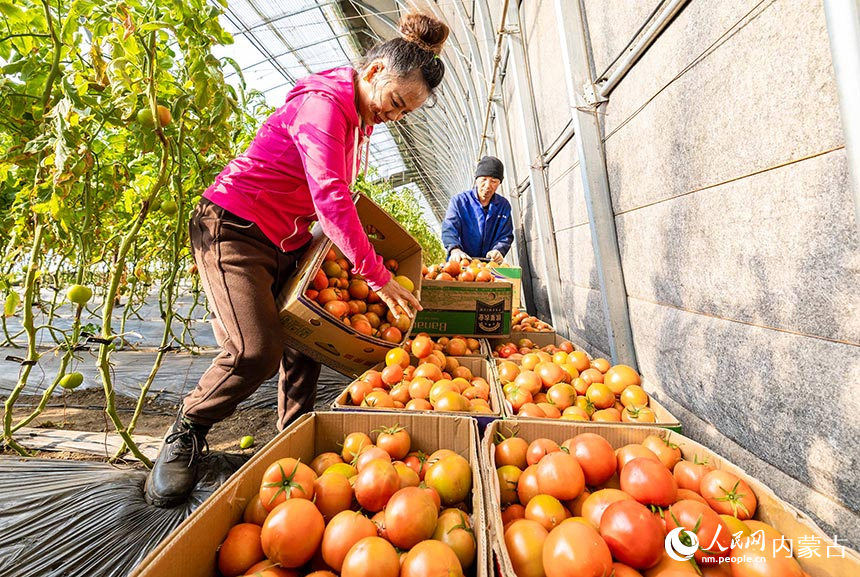 呼和浩特市玉泉區現代農業示范園的工人在大棚內將剛剛採摘的西紅柿裝箱。丁根厚攝