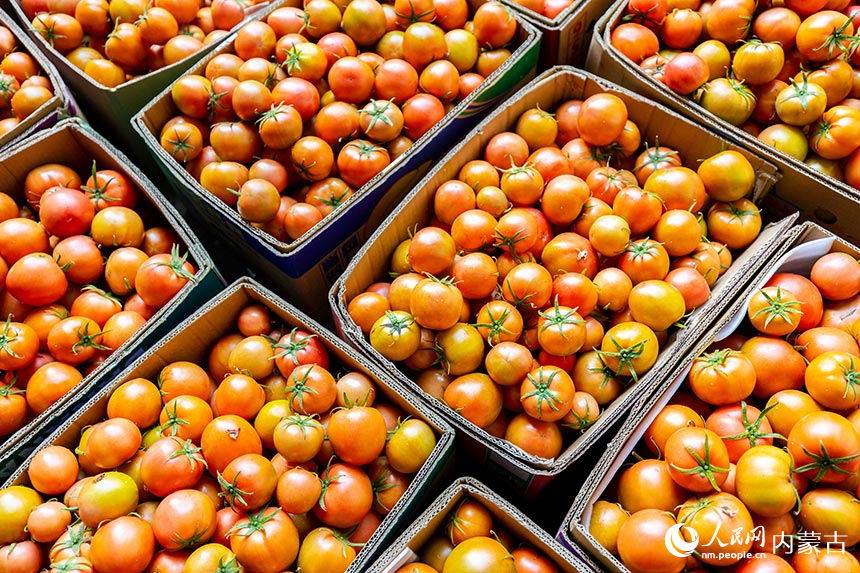呼和浩特市玉泉区现代农业示范园准备供应春节市场的西红柿。丁根厚摄