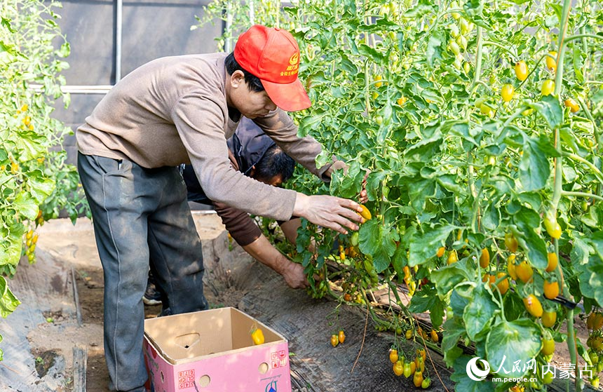 呼和浩特市玉泉區現代農業示范園的工人在大棚內採摘小西紅柿，供應春節市場。丁根厚攝