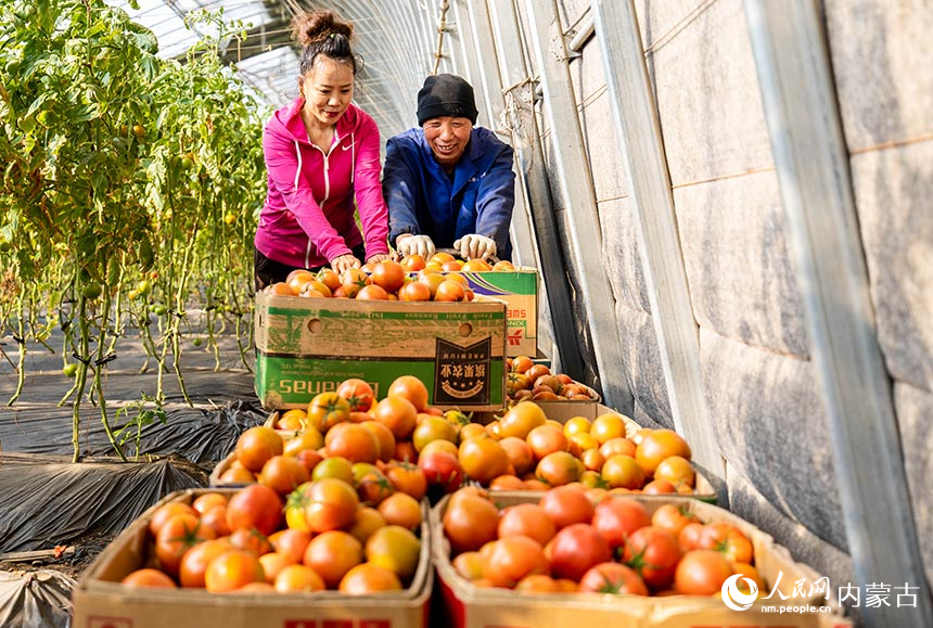 呼和浩特市玉泉区现代农业示范园的工人在运送刚刚采摘西红柿。丁根厚摄